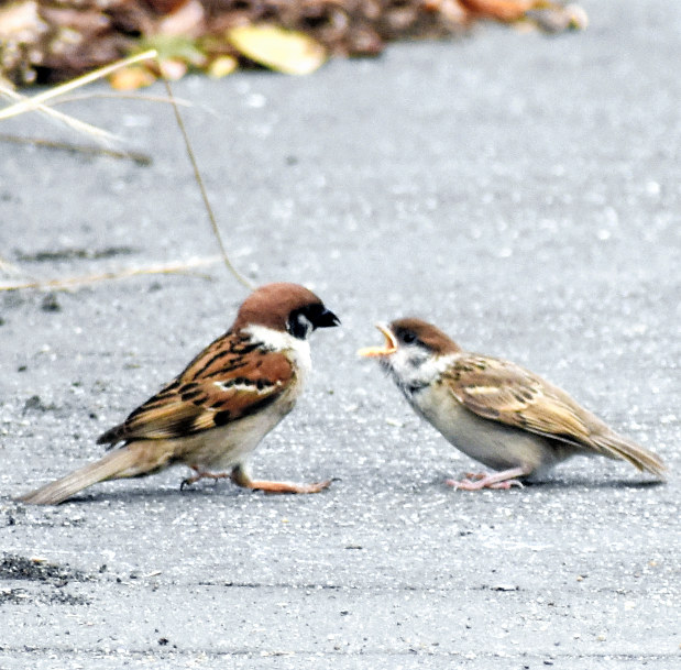 みまもって、野鳥の子育て、わからないことは各都道府県の鳥獣保護団体へ！